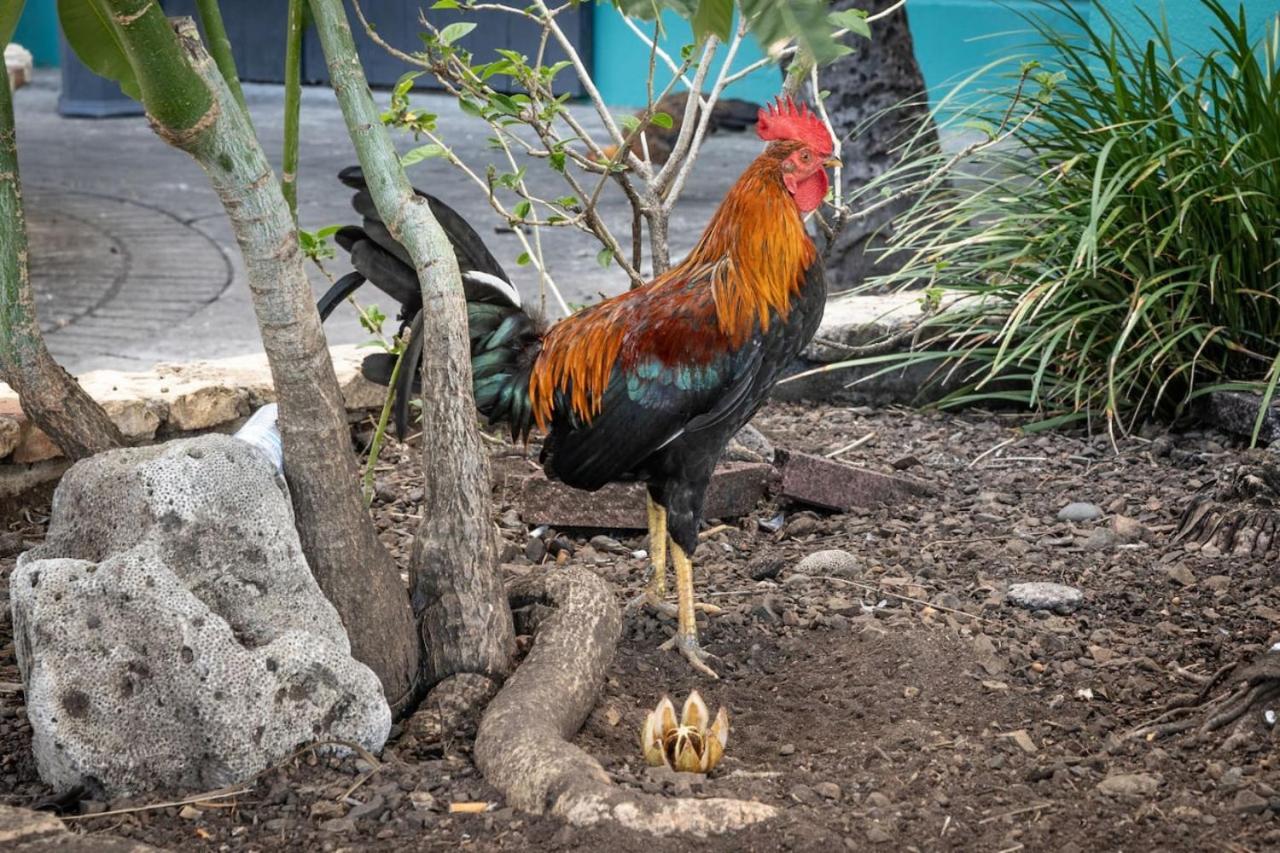 The Roosters Perch - A Quaint Island Homestead Christiansted Exterior photo