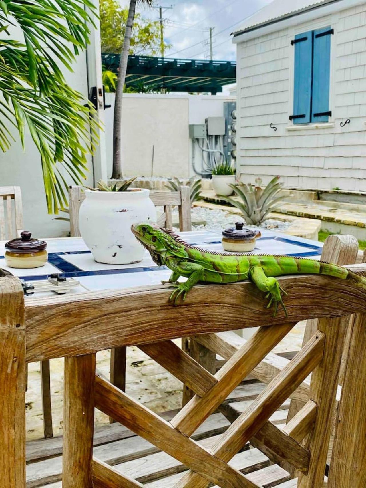 The Roosters Perch - A Quaint Island Homestead Christiansted Exterior photo